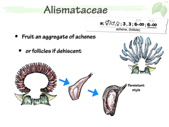Alismat05.png