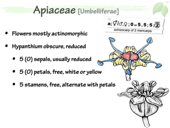 Apia05.png