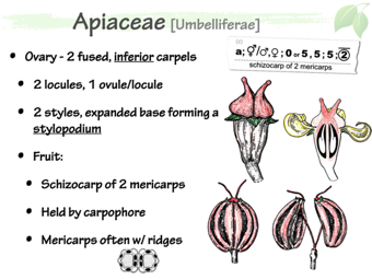 Apia06.png
