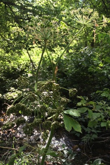 IMG_5310_apiaceae_mod21.jpg