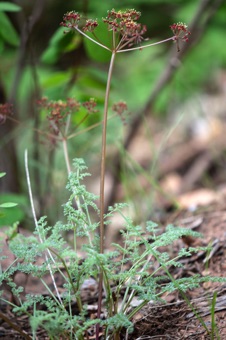 Lomatium