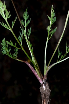 N17_4602_cymenopteris_mod21.jpg