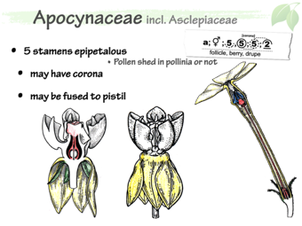 Apoc04.png