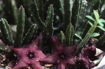 Stapelia