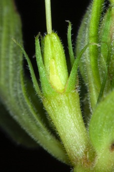 Cathranthus - pistil with 2 free ovaries and shared, fused style. The base of the separate ovaries is obscured by a yellowish nectary