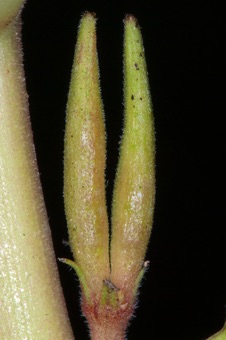 Cathranthus - maturing ovaries