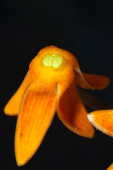 Asclepias tuberosa - section through flower showing petals fused near base and two separate ovaries