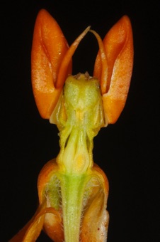 Asclepias tuberosa (butterfly weed) - long section through flower showing separate ovaries united by stigma (gynostegium = fusion of stigma with anthers) at top