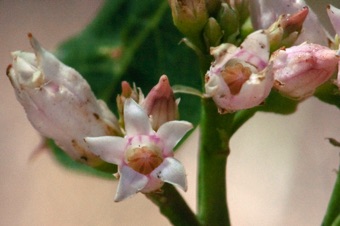 Apocynum
