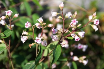 Apocynum