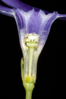 Vinca - section through flower showing typical 'apocynoid' morphology; two separate ovaries are obscured by nectary