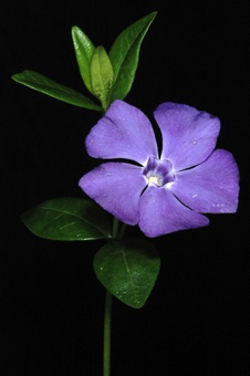 Vinca - a ground cover vine