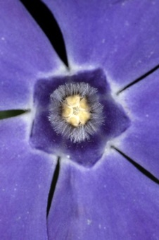 Vinca