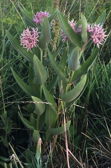 Asclepias speciosa - this is the common roadside milkweed in Utah County.