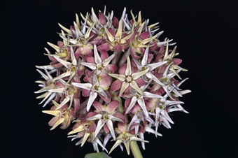 Asclepias speciosa