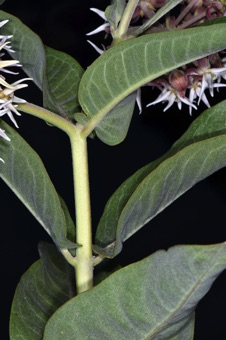 Asclepias speciosa