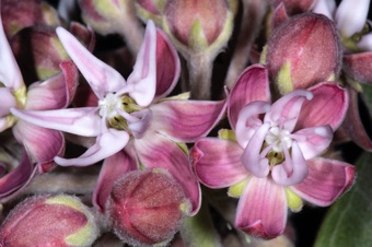 Asclepias speciosa