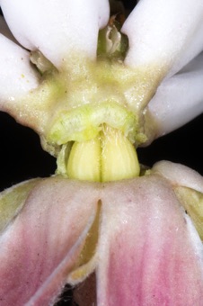 Asclepias speciosa - corona separating from petals, revealing two separate ovaries