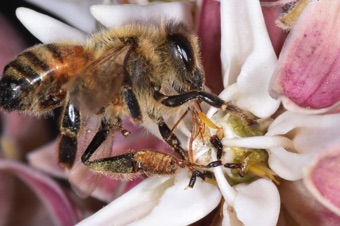 Asclepias speciosa - this bee died after getting its longue stuck in the flower's reproductive parts.