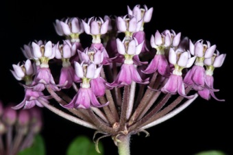 Asclepias incarnata