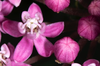 Asclepias incarnata