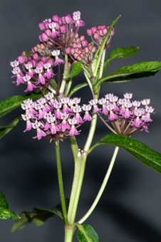 Asclepias incarnata - swamp milkweed (cultivated).