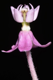 Asclepias incarnata