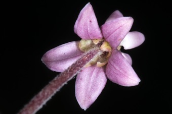 Asclepias incarnata