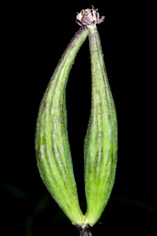 Asclepias incarnata - two ovaries from one flower, maturing and still joined at top by stigma (gynostegium)