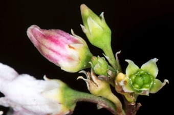 Apocynum - flower on far right showes two separate ovaries with scar from style that has fallen off surrounded by 5 nectaries