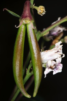 Apocynum