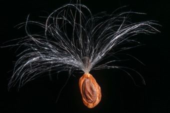 Asclepias incarnata seed