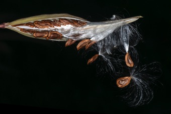 Asclepias incarnata - single ovary derived from one carpel dehiscing longitudinally; this fruit is a follicle