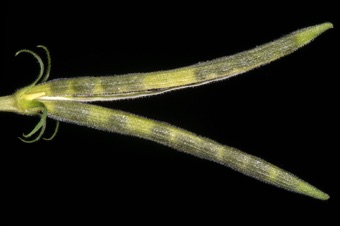 Cathranthus - mature ovaries (2) from single flower; dark seeds show through the pericarp and the upper follicle is beginning to dehisce along inside edge