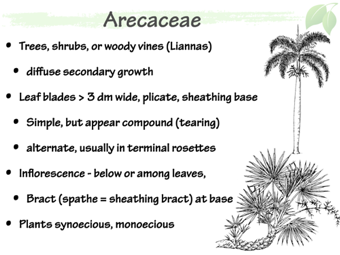 Arec02.png
