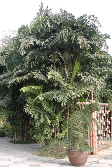 DSCN0172_palm_mod21.jpg