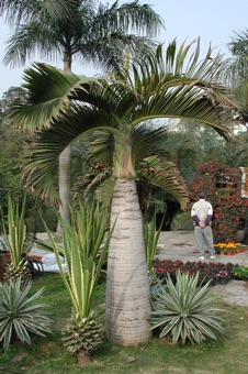 Young palm showing some secondary thickening of stem below the apex, and expanded leaf bases that leave encircling scars after leaves are removed
