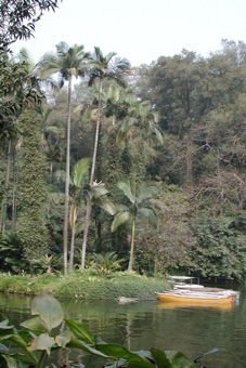 Palm trees in China - although stems do thicken a little below the meristem (see next photo), the diameter is essentially the same from bottom to top - no true secondary growth.