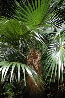 Coccothrinax crinita - from Cuba, this specimen growing in Hawaii [photo courtesy of Terri Weese]