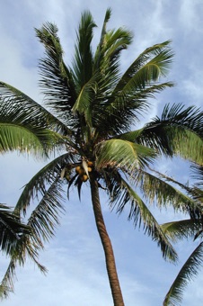 Coconut; Hawaii [Photo courtesy of Terri Weese]