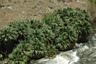 Washingtonia