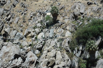 Washingtonia - Native near Bakersfield, California