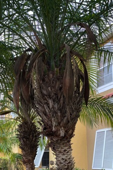 Palm inflorescences are typically subtended by a bract called a spathe. Here, spathes are clearly visible.
