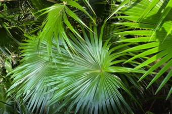 Sabal palmetto - leaves.
