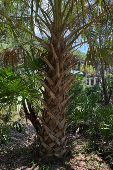 Sabal palmetto - note the expanded petiole bases that split as the trunk thickens (not true secondary growth). if removed, these leaf bases leave scars encircling the trunk