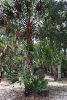Sabal palmetto. Native to florida.