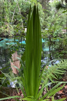 Young Sabal palmetto leaf showing taht these palmate leaves are really simply in origin although they may appear compound when more mature.