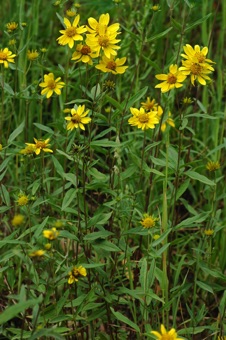 Viguaria multiflora