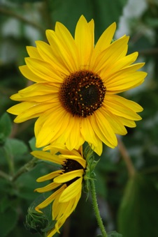 Cultivated Helianthus (sunflower)