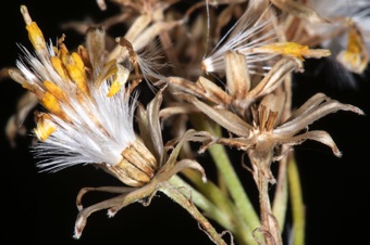 Solidago heads dehiscing fruits; recepacle not chaffy; pappus of capillary bristles